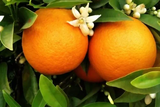 portakal Fidanı